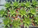 Haworthia Limifolia