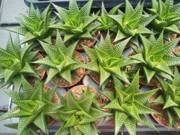Haworthia Limifolia