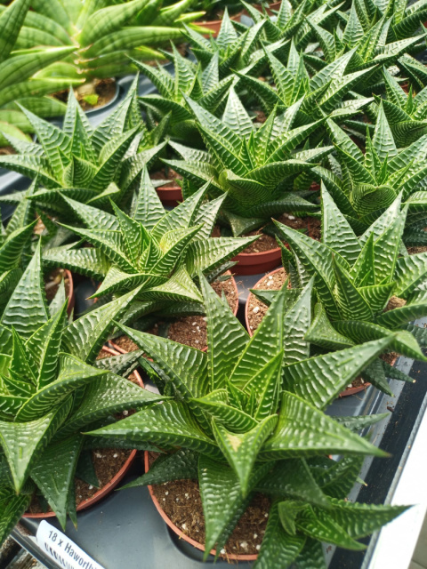 Haworthia Limifolia Haworthia Limifolia