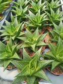Haworthia Limifolia