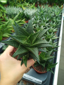 Haworthia Limifolia