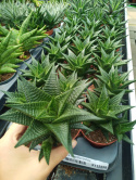 Haworthia Limifolia