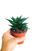 Haworthia Limifolia