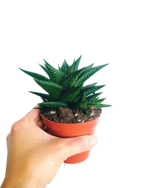 Haworthia Limifolia Haworthia Limifolia