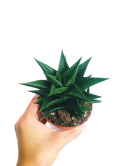 Haworthia Limifolia