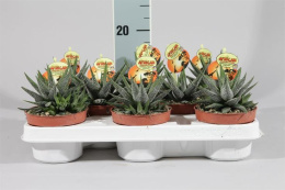 Haworthia fasciata concolor