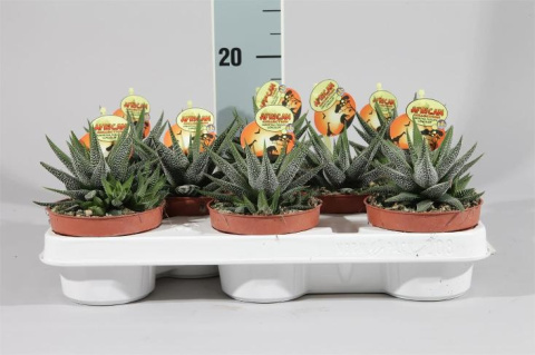 Haworthia fasciata concolor