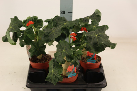 Jatropha podagrica Jatropha podagrica