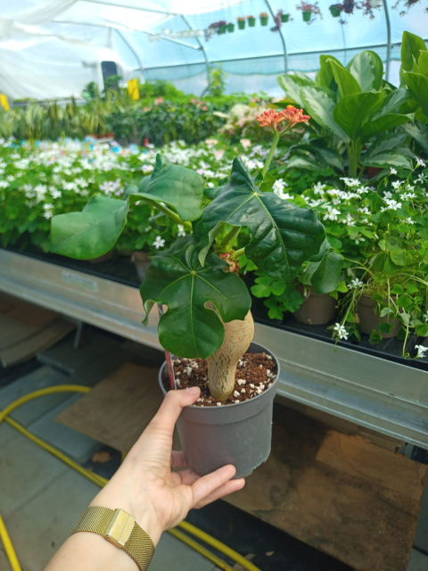 Jatropha podagrica Jatropha podagrica