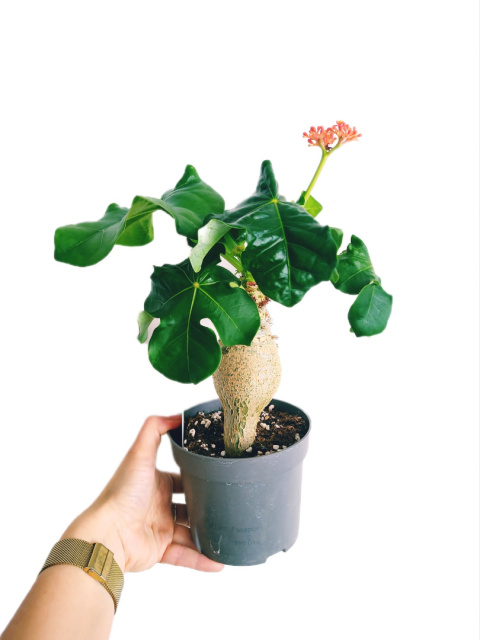 Jatropha podagrica Jatropha podagrica