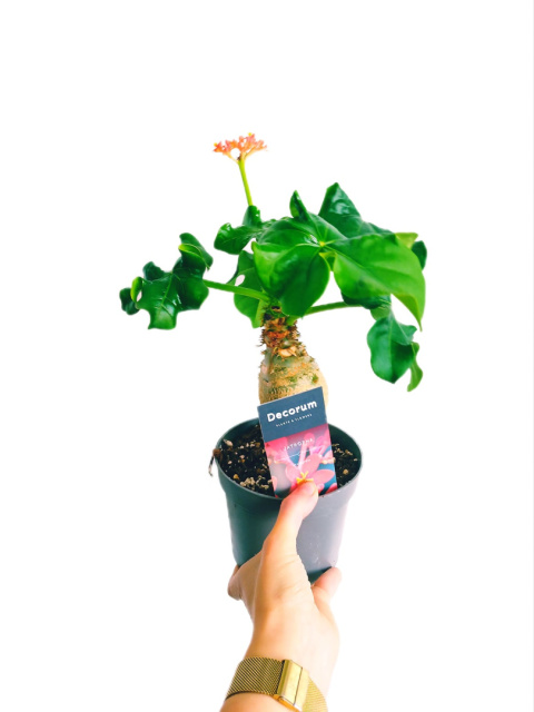 Jatropha podagrica Jatropha podagrica