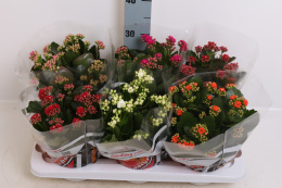 Kalanchoe mix 3pp