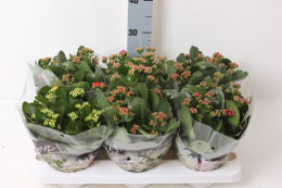 Kalanchoe mix 3pp