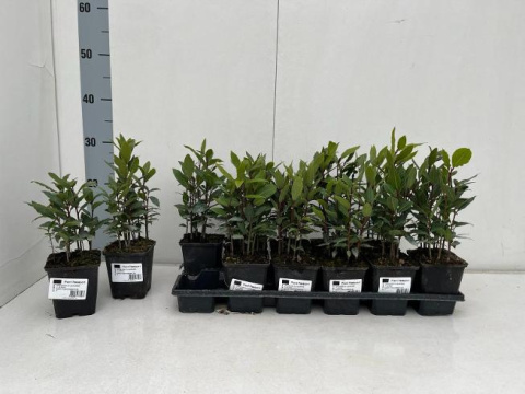 Laurus nobilis 12