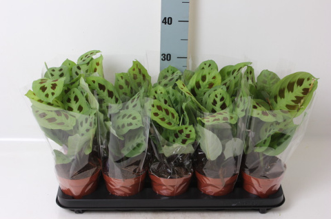 Maranta