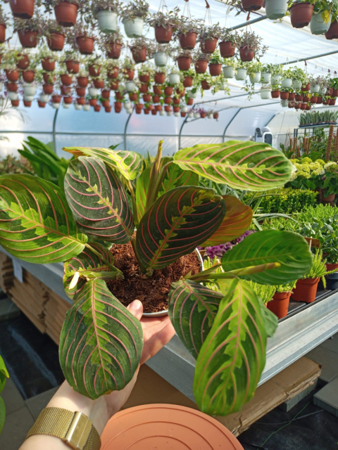 Maranta Maranta