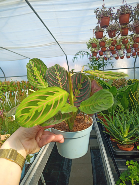Maranta Maranta