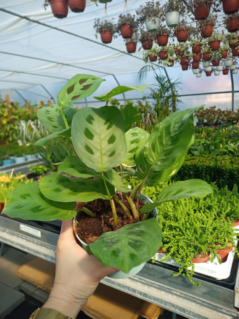 Maranta Maranta
