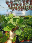 Maranta