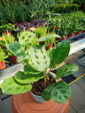 Maranta