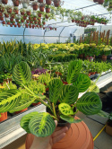 Maranta