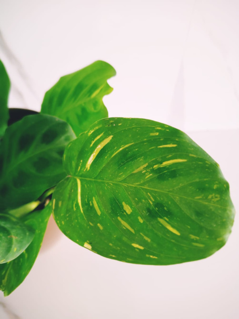 Maranta Maranta