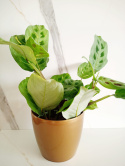 Maranta