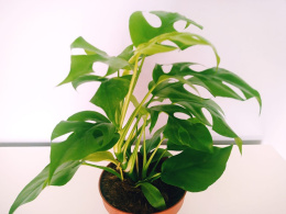 Monstera Minima