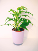 Monstera Minima