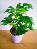 Monstera Minima