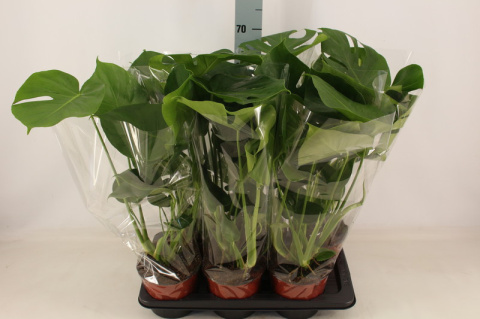 Monstera Śr. Monstera Śr.