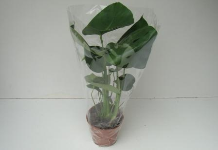 Monstera Śr. Monstera Śr.