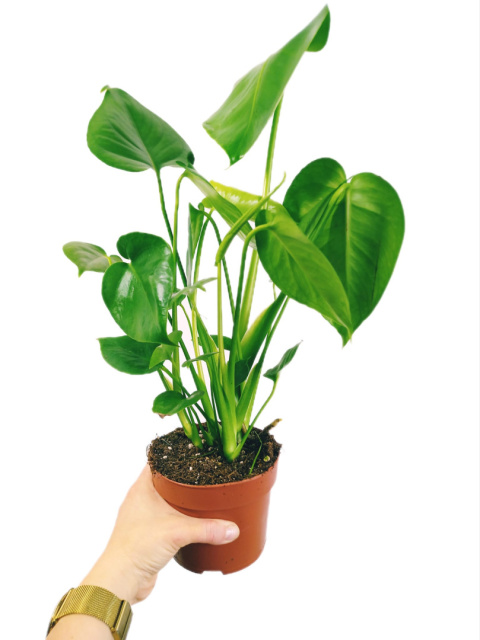 Monstera Monstera