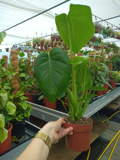 Monstera Monstera