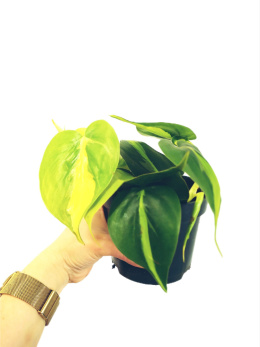 Philodendron Scandens Brasil