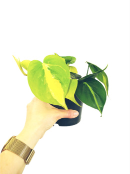 Philodendron Scandens Brasil