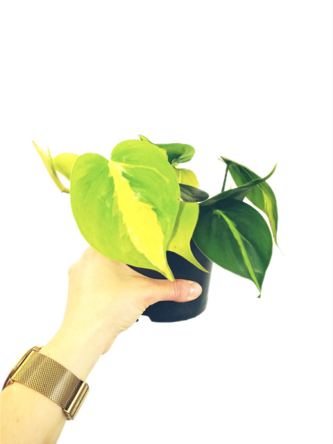 Philodendron Scandens Brasil