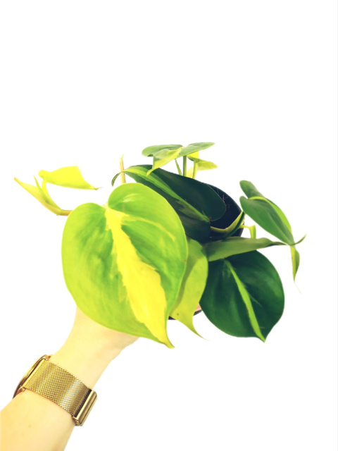 Philodendron Scandens Brasil