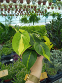 Philodendron Scandens Brasil