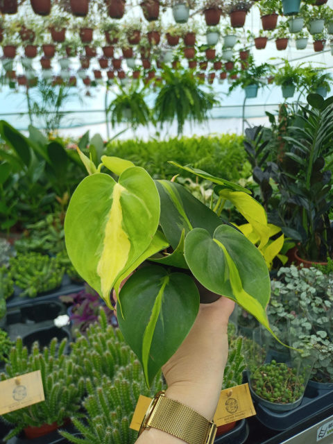 Philodendron Scandens Brasil