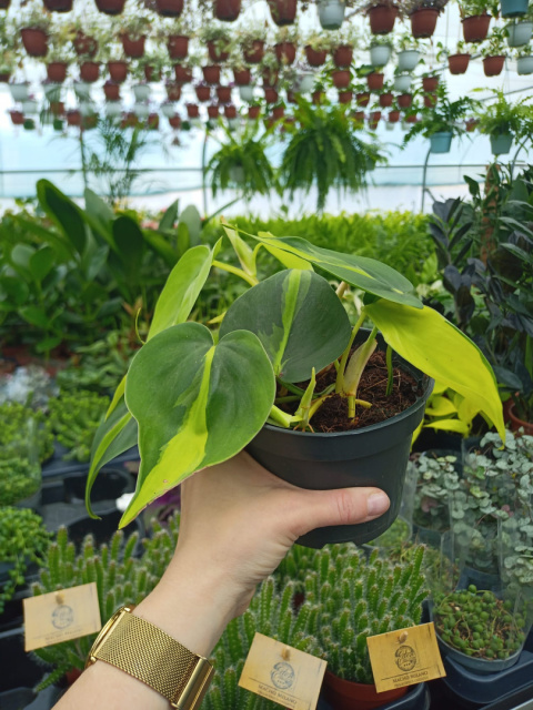 Philodendron Scandens Brasil