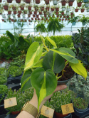 Philodendron Scandens Brasil