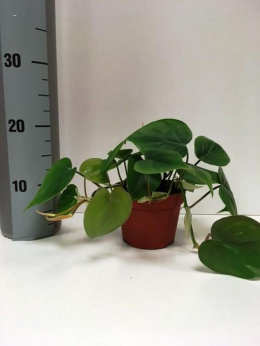 Philodendron scandens