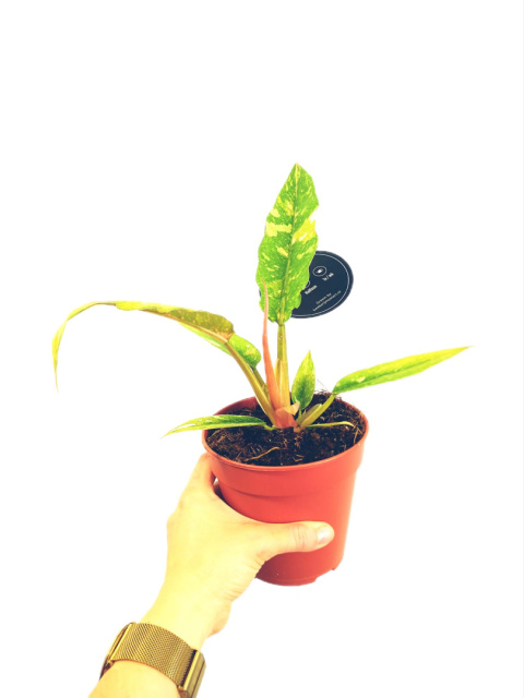 Philodendron Philodendron