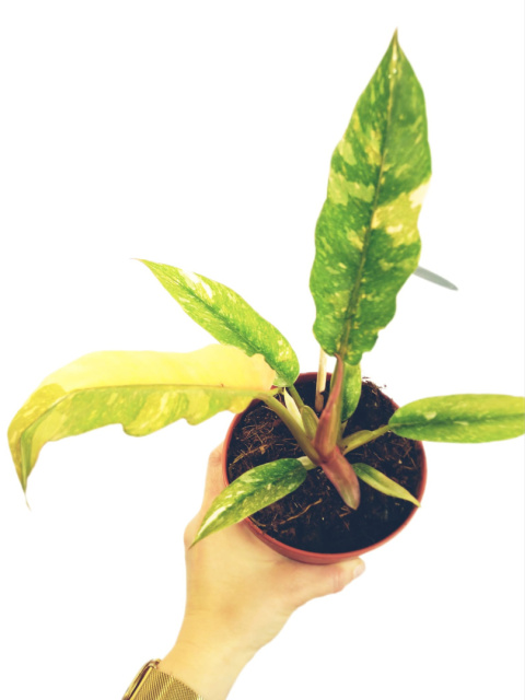 Philodendron Philodendron