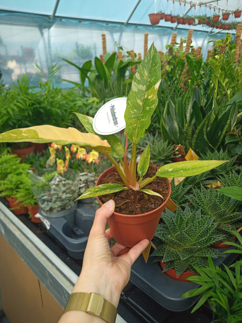 Philodendron Philodendron