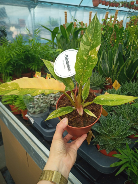 Philodendron Philodendron