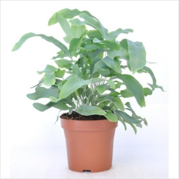 Phlebodium aureum Blue Star