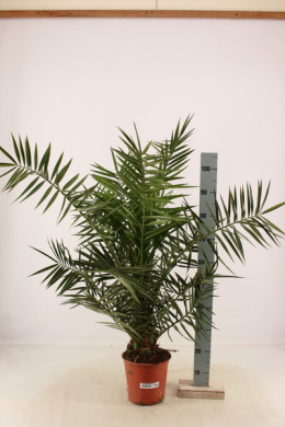 Phoenix canariensis 1pp