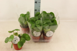 Pilea Peperomoides